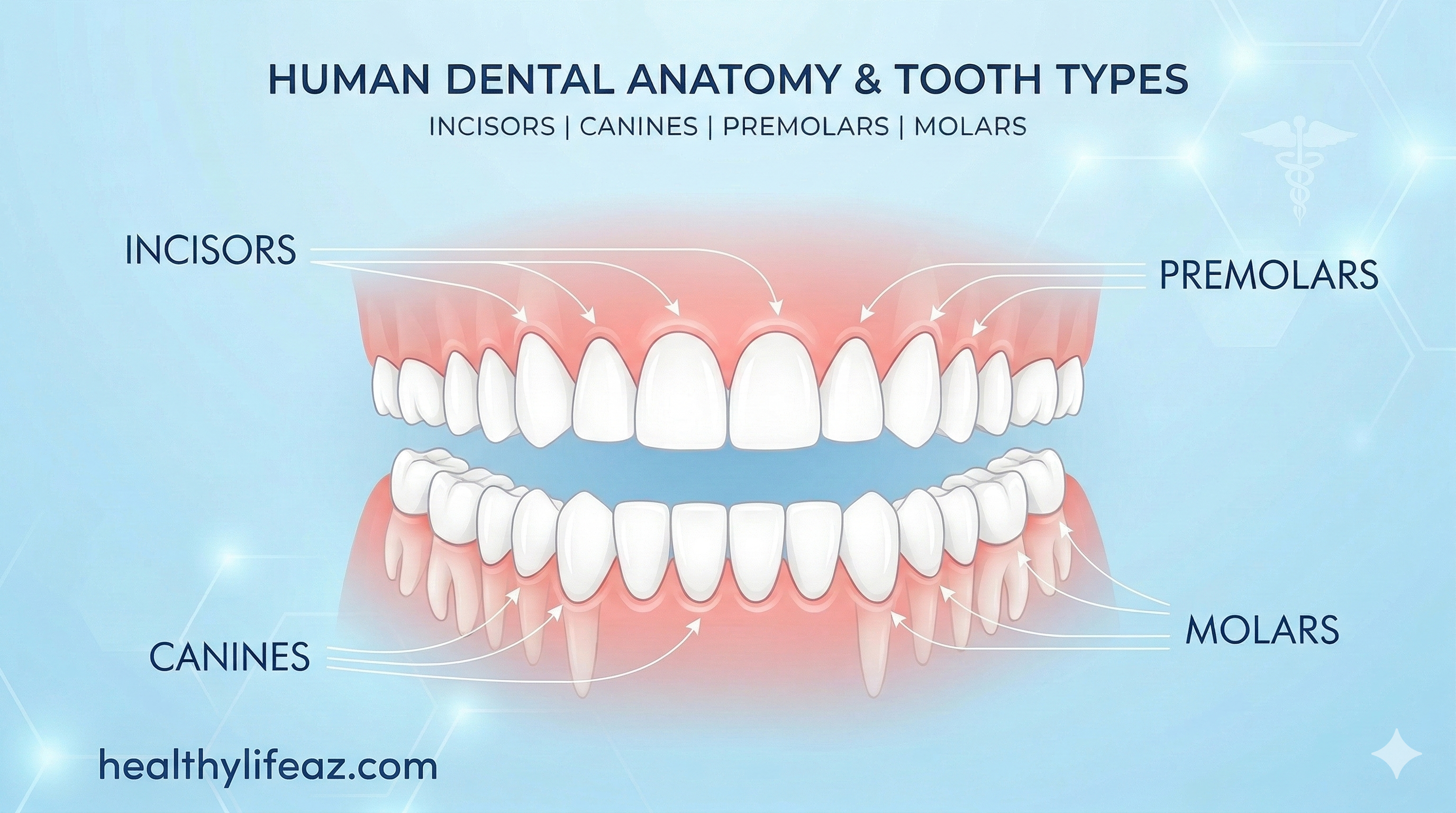 how many teeth do humans have in adults and children